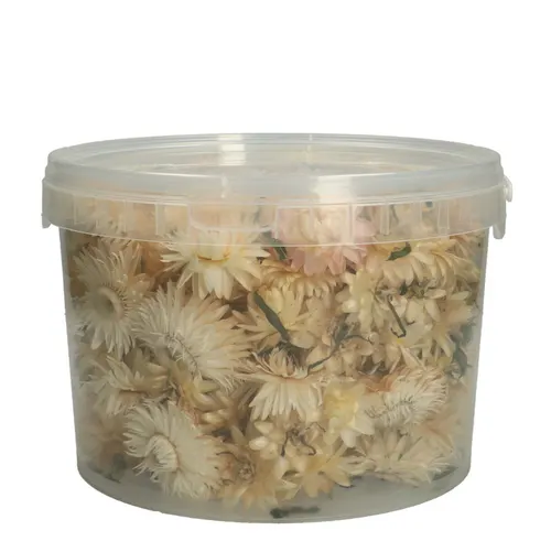 Sušený kvet Helichryseum head biela 100 g