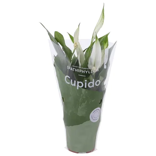 Spathiphyllum Pearl Cupido črepník 7 cm