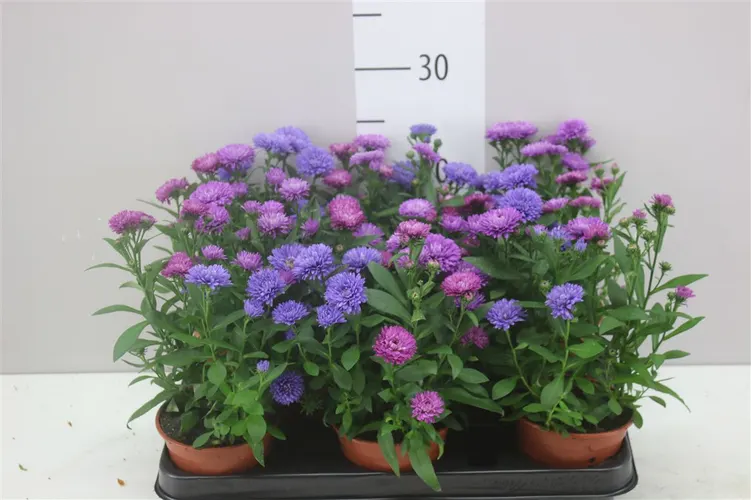 Aster Nb Victori mix črepník 11 cm