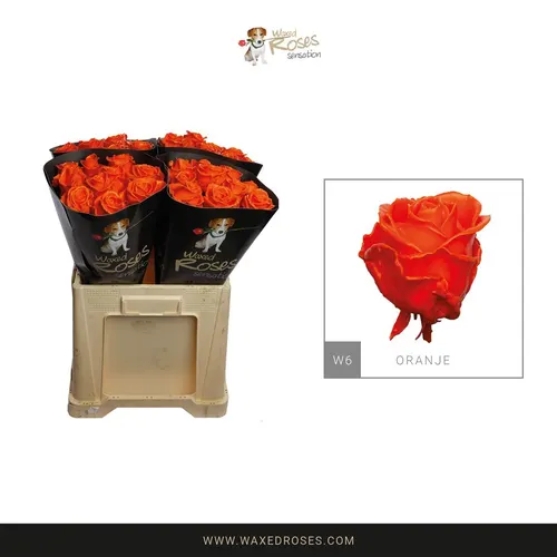 R Wx Oranje W6 60 cm