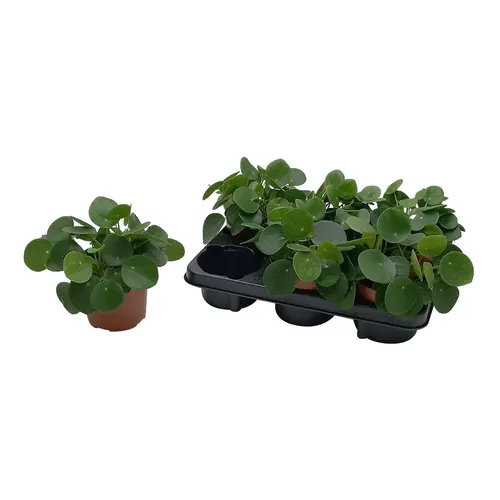Pilea Peperomioides črepník 13 cm