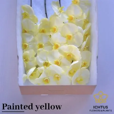 Phalanopsis Painted Yellow X25