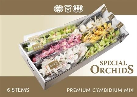 Orchidea Cymbidium mix, celá stonka 80 cm