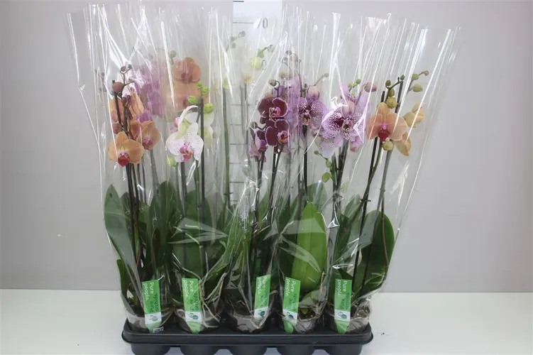 Phal Gemengd 2 Tak 12+ črepník 12 cm