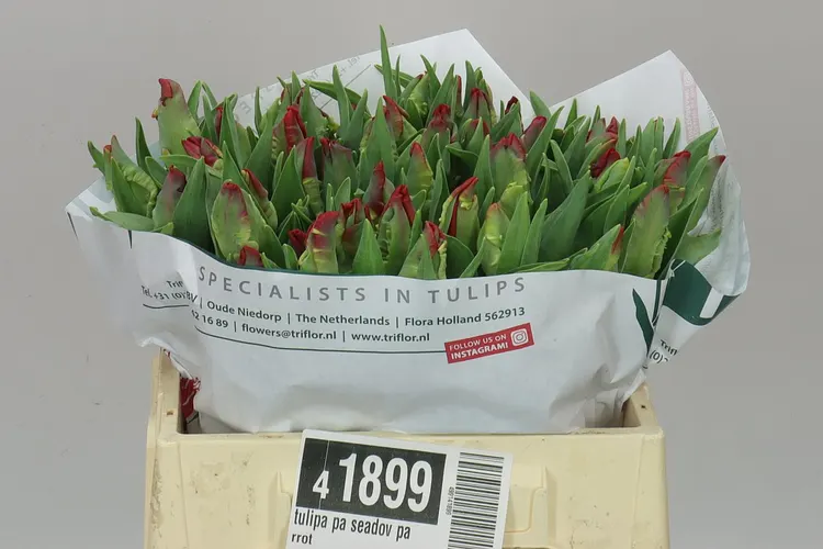 Tulipán papagájový Seadov Parrot 36 cm