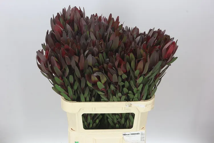 Leucadendron Safari Sunset 80 cm