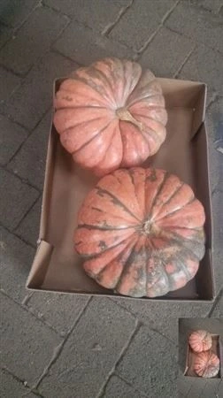 Okrasná tekvica P Pink Sophie