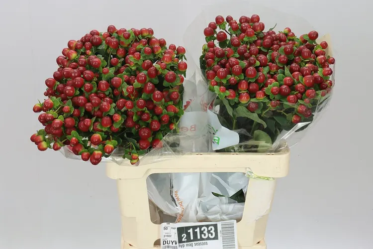 Hyp Mag Seasons 60 cm