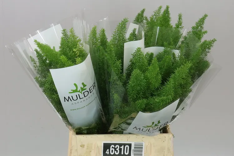 Asparagus Meyers 40 cm