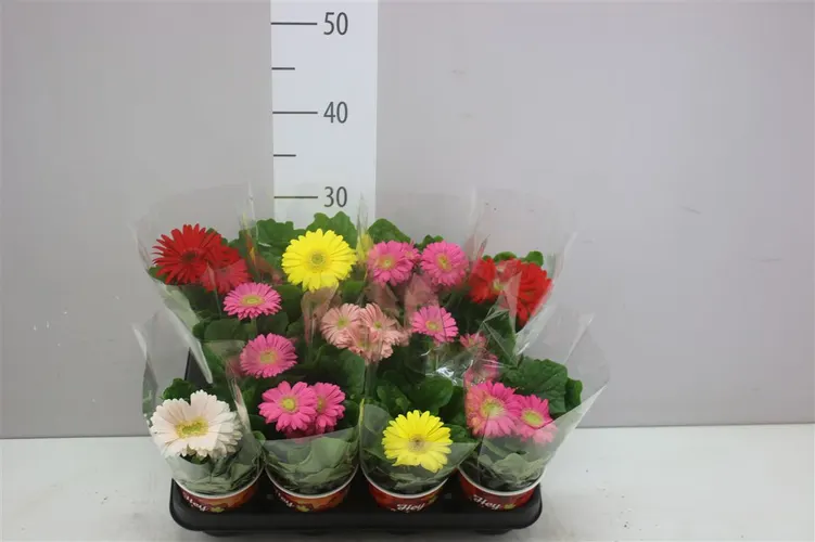 Gerbera C G mix 2+ črepník 9 cm