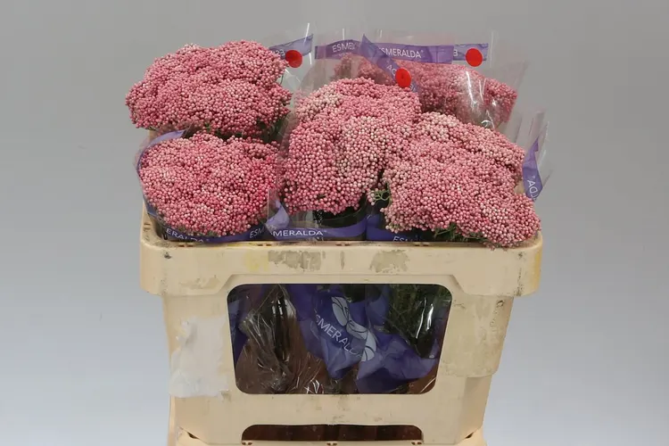 Ozothamus Pink 50 cm