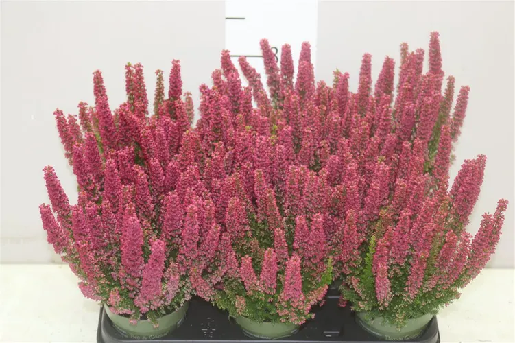 Erica Zo Beauty Queen Rood črepník 10,5 cm