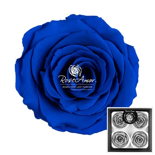Pres. Bellisima Blu03
