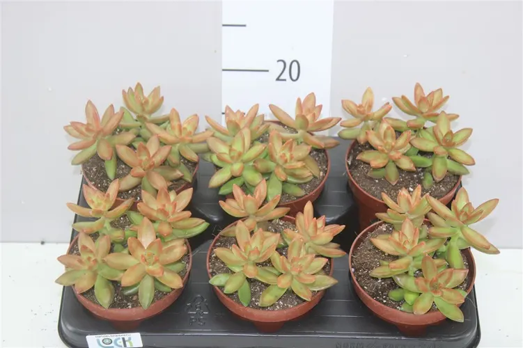 Sedum Adolphii črepník 12 cm