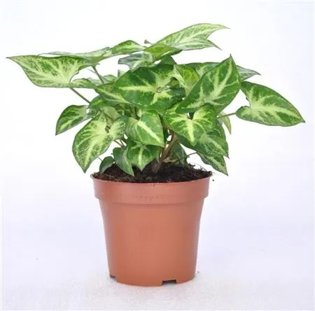 Zelené rastliny ostatné (Green Plants)