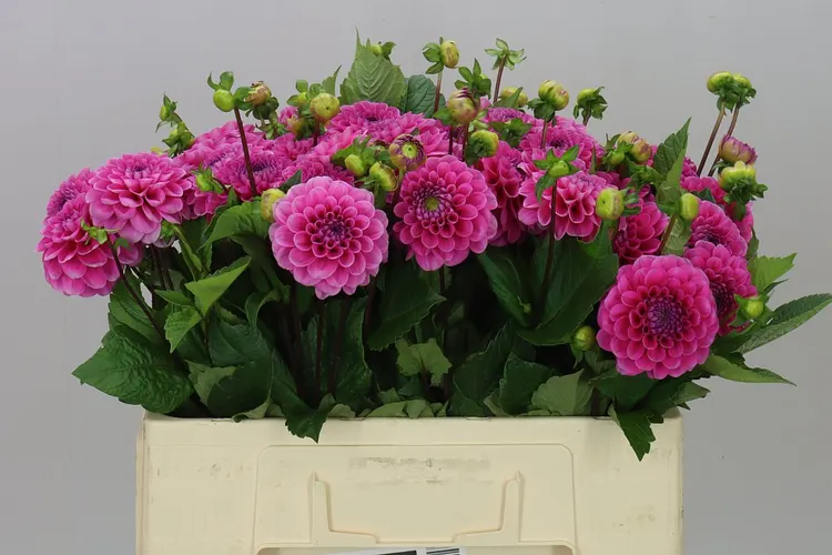 Dahlia Happy Hour 50 cm