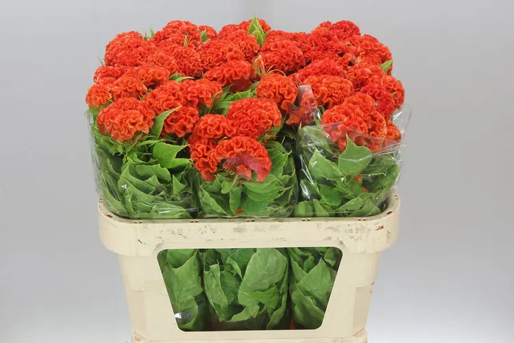 Celosia C Persim Chief 75 cm