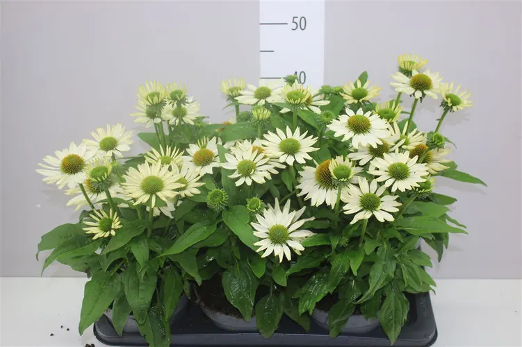 Echinacea Purpurea White črepník 17 cm