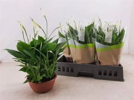 Spathiphyllum Chopin Schaal črepník 17 cm