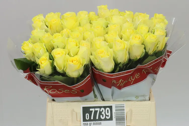 Rosa Gr Minion 40 cm