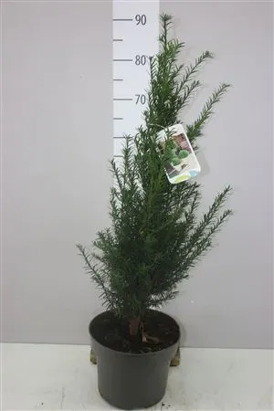 Taxus Baccata črepník 23 cm