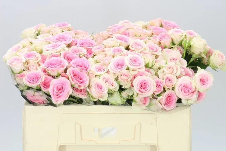 Rosa Tr Good Mood 50 cm