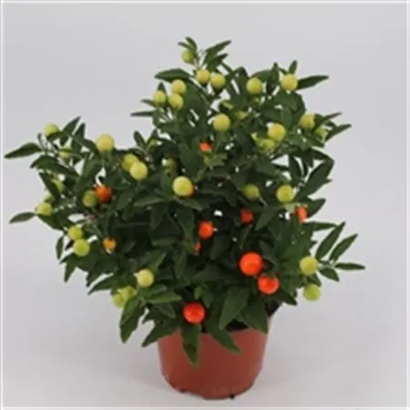 Kvitnúce rastliny ostatné (Flowering Various)