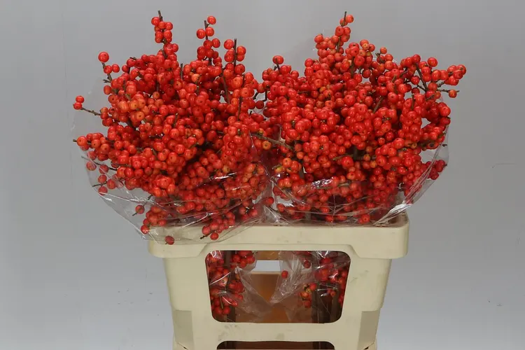 Ilex Magical Times 60 cm