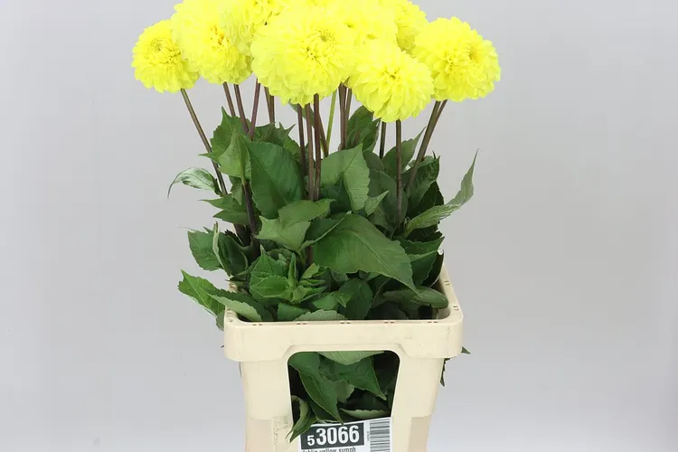 Dahlia Yellow Symphony 55 cm