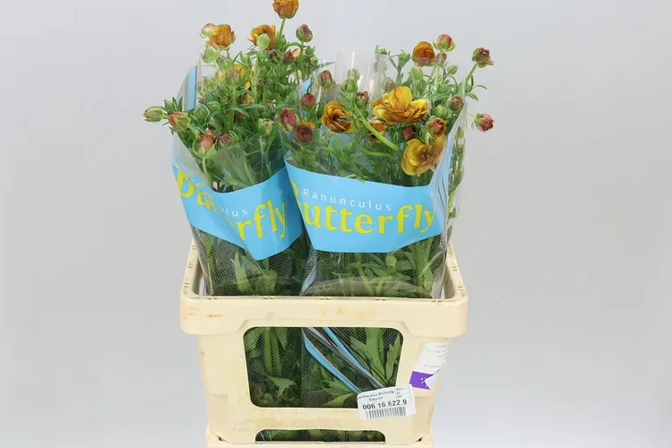 Ranuncul Butterfly Satyros 60 cm