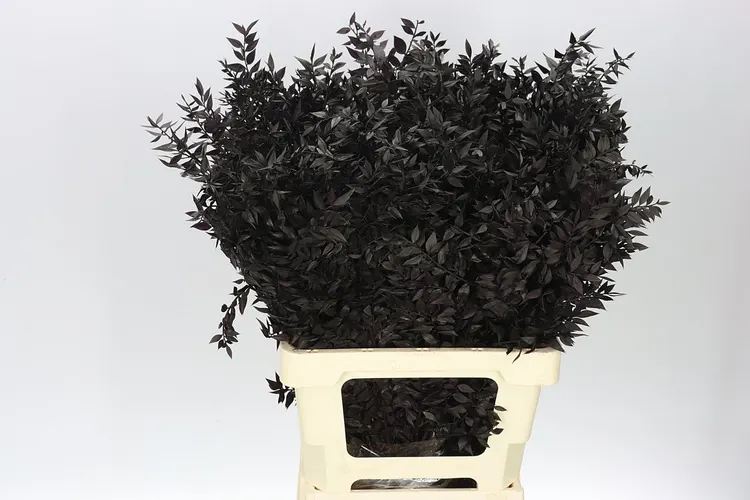 Ruscus Black 65 cm