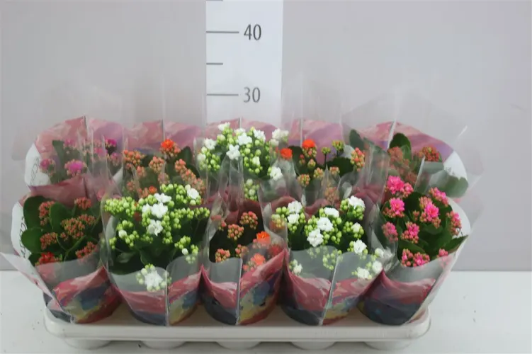 Kalanchoe Calandiva Mix črepník 12 cm