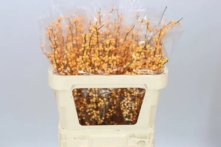 Ilex Golden Verboom 70 cm