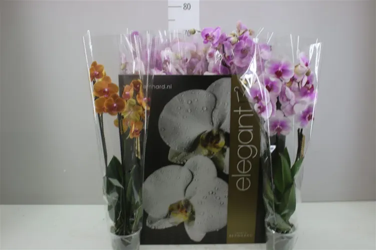 Orchidea Phalaenopsis mix, 3 výhony črepník 12 cm