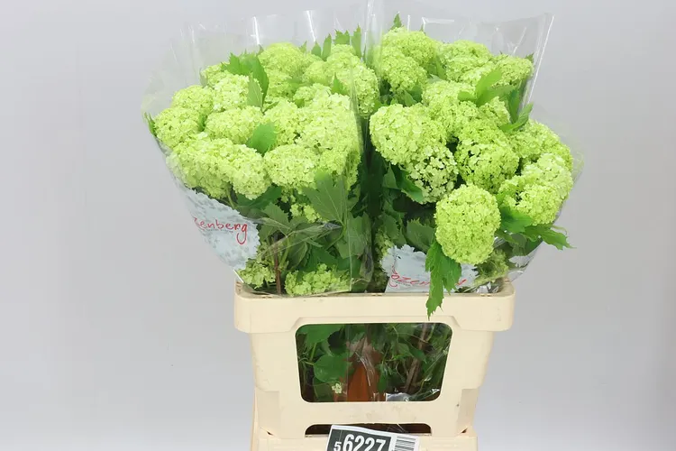 Viburnum Roseum 60 cm