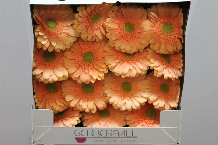 Gerb. D Pre Extase 55 cm