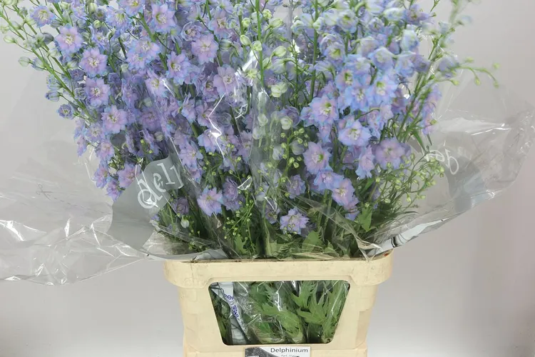 Delph El Blue Power 120 cm