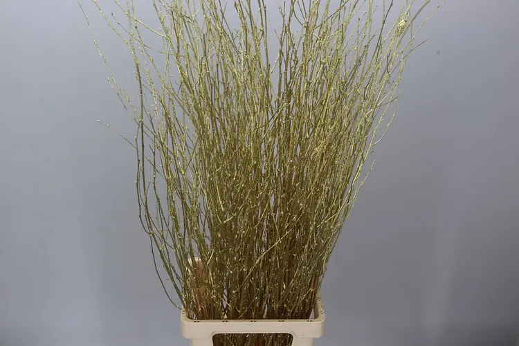 Berk Gold Glitter 120 cm