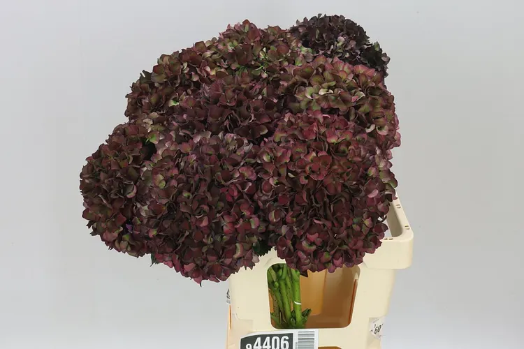 Hortenzia Ruby Aubergine Classic 60 cm