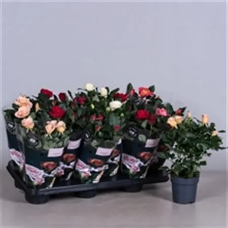 Rosa Victory Mix črepník 10 cm