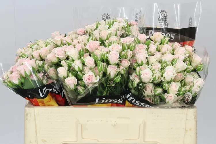 Rosa Tr Severina 50 cm