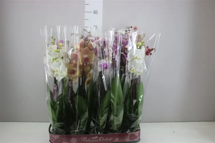 Orchidea Phalaenopsis mix, 3 výhony črepník 12 cm