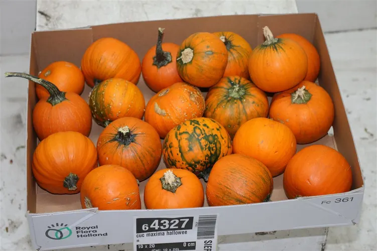 Cuc Maxima Halloween