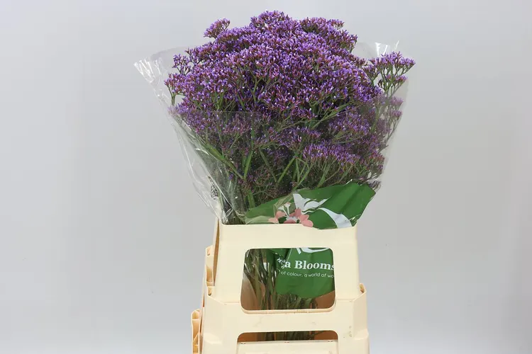 Limónium Pe Enchante 70 cm