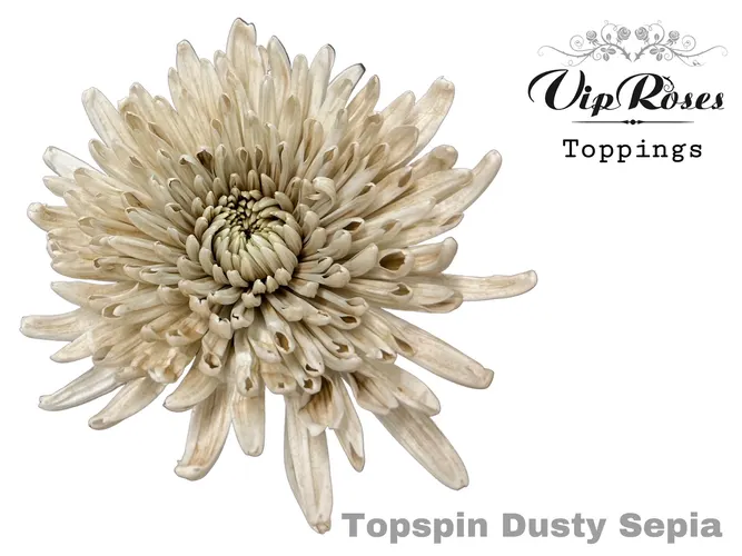 Chr G Topspin Dusty Sepia 70 cm