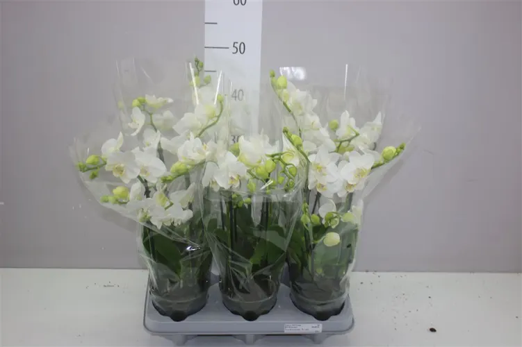 Orchidea Phalaenopsis Mtfl biela, 2 výhony črepník 12 cm