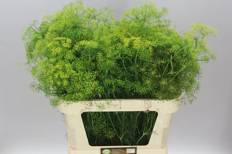 Anethum Graveolens 80 cm