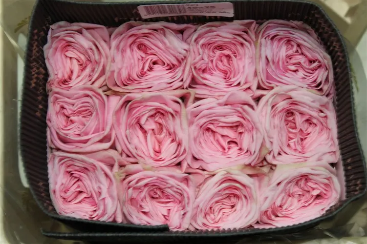 Rosa Gar Pink Ohara 40 cm