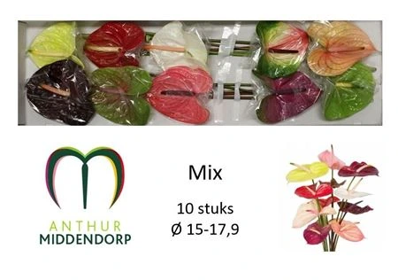 Antúrium mix