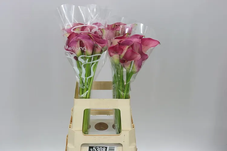 Kala Capt Romance 65 cm
